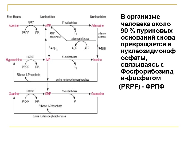 В организме человека около 90 % пуриновых  оснований снова  превращается в нуклеозидмонофосфаты,
